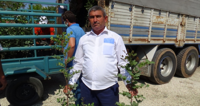 Kumluca'da atıl durumdaki arazilere dikilmesi için keçi boynuzu fidanı dağıtıldı