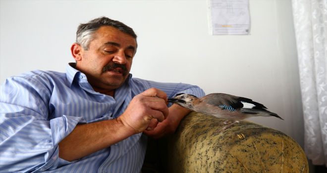 Sahiplendiği karga yavrusu 