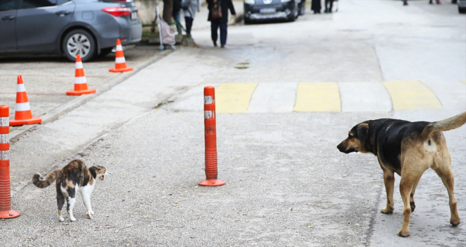 Eskişehir'de köpeği korkutan kedi kamerayla kaydedildi