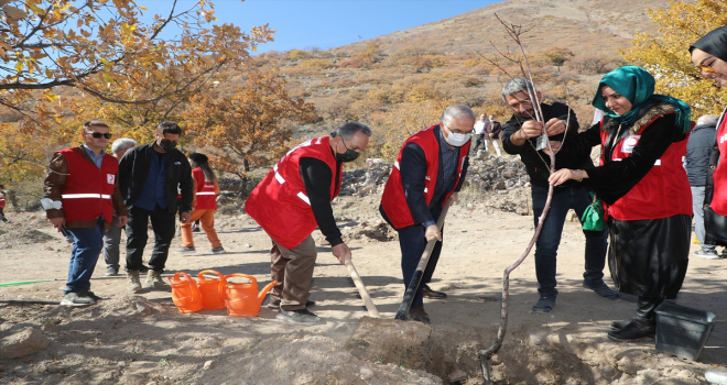 Kızılay Haftası'nda Ali Dağı'na meyve ağacı dikildi