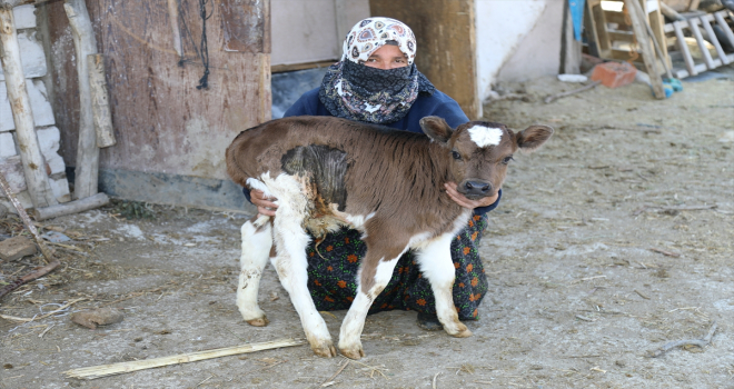 Prematüre buzağı 