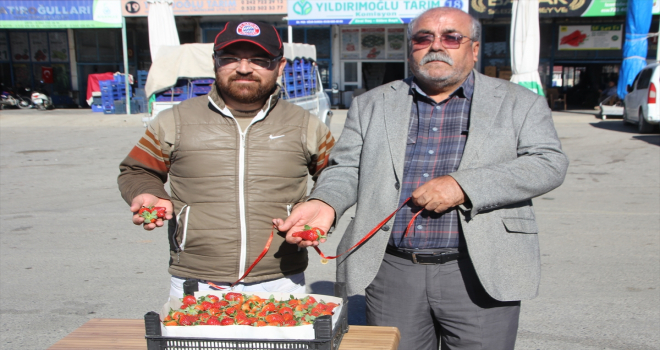 Serik'te mevsimin ilk çilek hasadı yapıldı