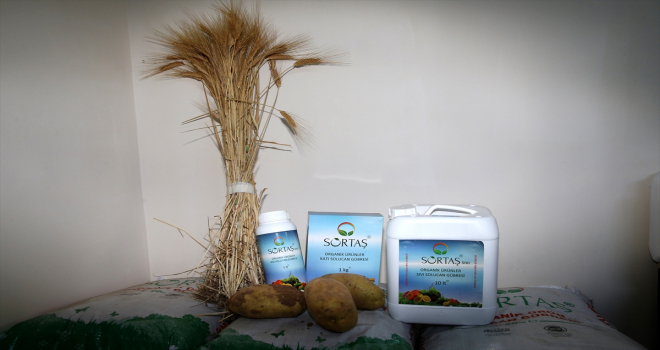 Solucan gübresi patates ve buğdayda rekolteyi artırdı