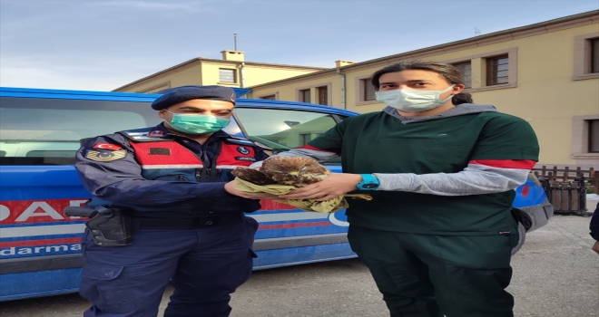 Ankara'da başı otomobilin panjuruna sıkışan şahin kurtarıldı