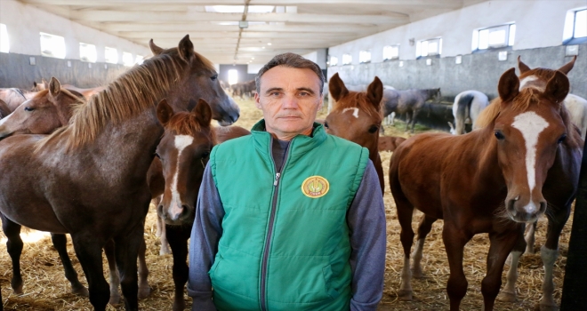 Arif Çavuş ömrünün 25 yılını geçirdiği taylardan ayrı kalamıyor