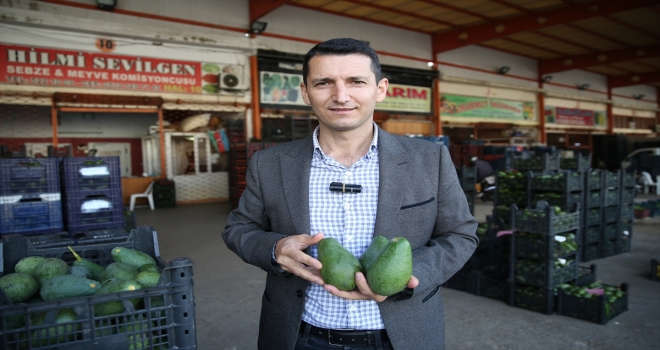 Avokado üreticilerinin hedefi üretimi artırarak ithalatın önüne geçmek