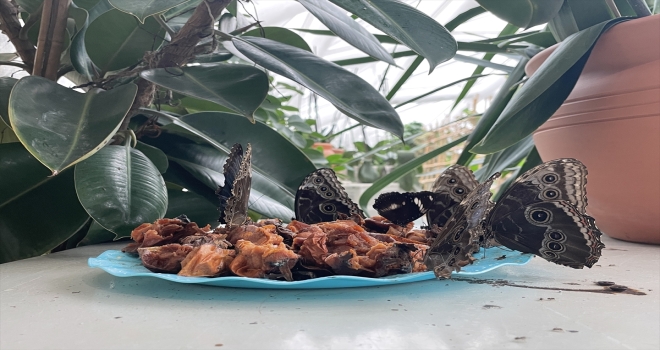 Dondurucu soğuklarda Tropikal Kelebek Bahçesi ziyaretçisinin içini ısıtıyor