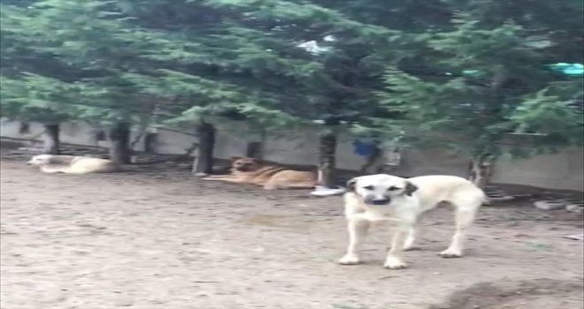 Konya'da villada uygunsuz koşullarda tutulan 16 köpek korumaya alındı