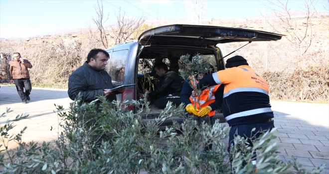 Konya'da zeytin üretimi için pilot uygulama başladı