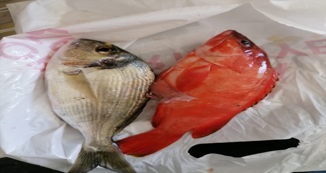 Tropikal suların kırmızı lagos balığı Antalya'da yakalandı