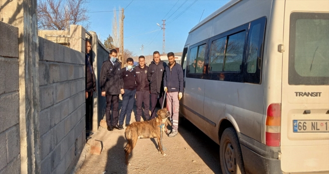Yerköy Belediyesi yasaklı ırk sokak köpeklerini topluyor