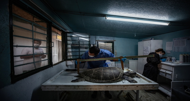 DENİZ KAPLUMBAĞALARI: KADİM DENİZCİLERİN TEHLİKELİ YOLCULUĞU - Ölü 50 deniz kaplumbağasının yarısının midesinde plastik tespit edildi