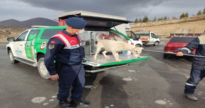 Kayseri'de jandarma yasaklı ırk köpeği barınağa götürdü