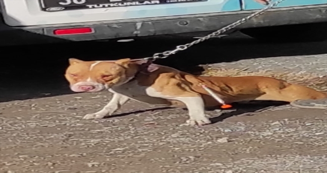 Kayseri'de yasaklı ırk köpek barınağa götürüldü