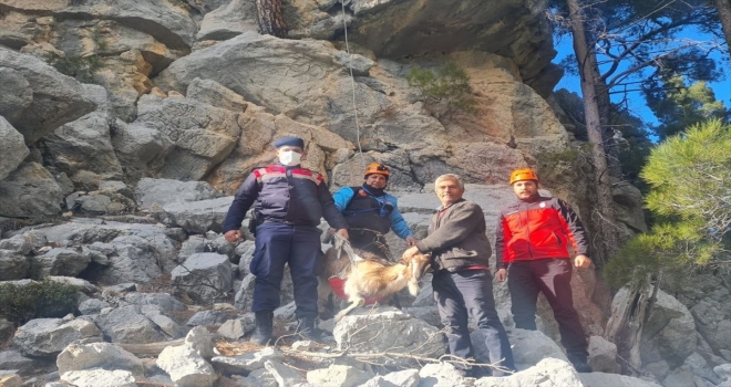 Serik'te kaybolan keçi mahsur kaldığı kayalıktan kurtarıldı