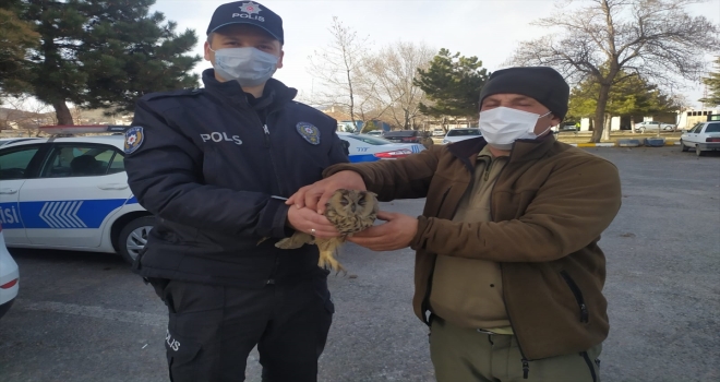Kayseri'de yaralı bulunan baykuş ve atmaca tedaviye alındı