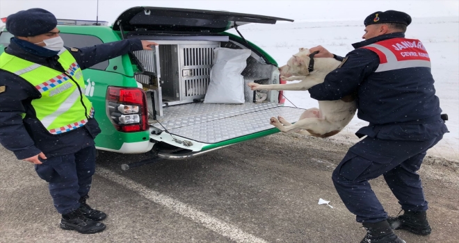 Sivas'ta jandarma, araziye terk edilen yasaklı ırk köpeği barınağa teslim etti