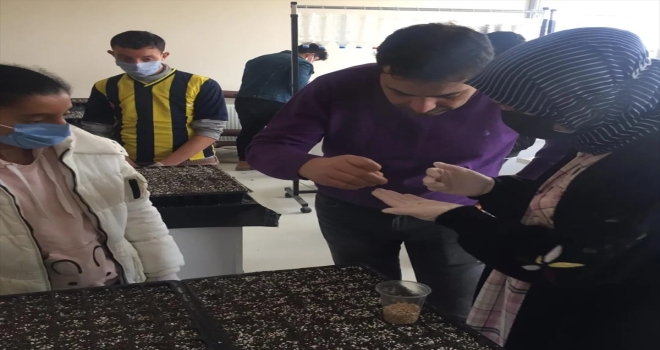 Suşehri'nde ata tohumundan domates ve kavun fideleri toprakla buluşturuldu