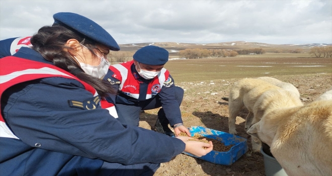 Aksaray'da jandarma sahipsiz köpek ve yaban hayvanları için doğaya yem bıraktı
