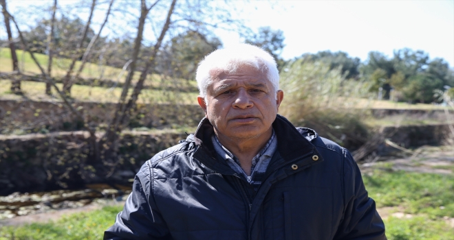 Denizanası sürülerinin 2 ayda Antalya Körfezi'ni terk etmesi bekleniyor