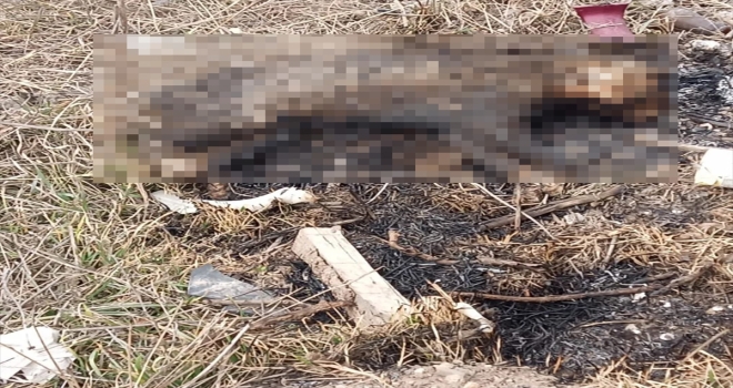 Eskişehir'de kedinin yakılarak öldürüldüğü iddia edildi