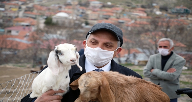 Talas Belediyesinden besicilere küpeleme ve aşılama desteği