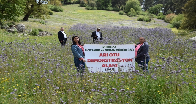 Antalya'da arıcılara destek için faselya bitkisi yetiştirildi