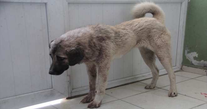 Antalya'da av tüfeğiyle vurulan 1 yaşındaki köpek, tedaviye alındı