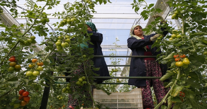 Antalya'da sebze hasadında hareketlilik sürüyor