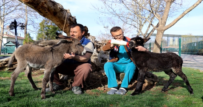 Biberonla beslenen sıpalar 