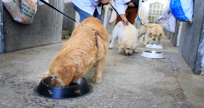 Çekirgelerin un haline getirilerek köpek mamasında kullanımı araştırılıyor