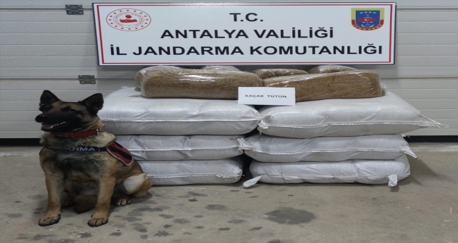 Gazipaşa'da yol kontrolünde kaçak tütün ele geçirildi