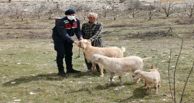 Kaş'ta kaybolan küçükbaş hayvanları jandarma buldu