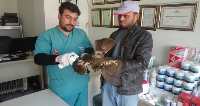 Konya'da bir çiftçi tarafından yaralı bulunan şahin tedavi altına alındı