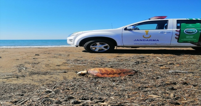 Manavgat'ta sahile vurmuş 4 ölü caretta caretta bulundu