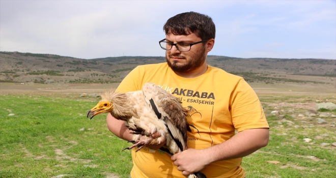 Nesli tehlike altındaki küçük akbaba Eskişehir'de uydu vericisiyle izleniyor