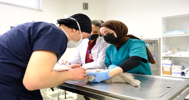 Sivas'ta çenesi kırılan yavru kedi 