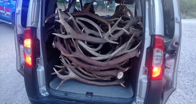 Ankara'da araç içinde 23 geyik boynuzu ele geçirildi