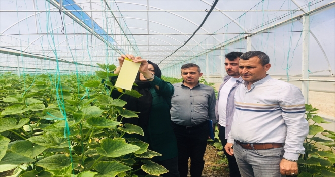 Antalya'da örtü altı üreticilerine 