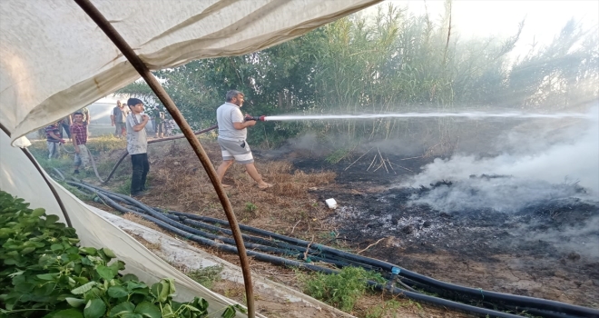 Antalya'da sazlık alanda çıkan yangın seralara zarar verdi
