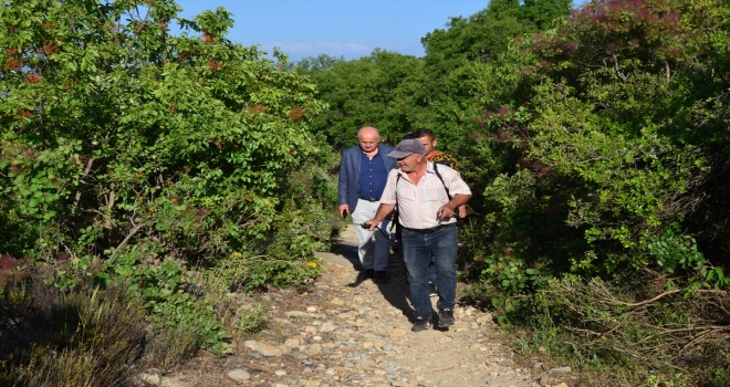 Antalya'da tarım arazilerine zarar veren çekirgelere karşı ilaçlama başlatıldı