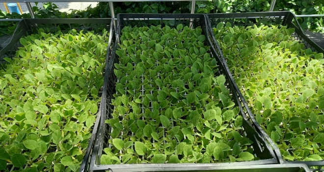 Beypazarı Belediyesinden üreticilere sebze fidesi desteği