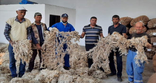 Beypazarı'nda Tiftik ve Yapağı Tanzim Satış Kooperatifi, tiftik alımına başladı