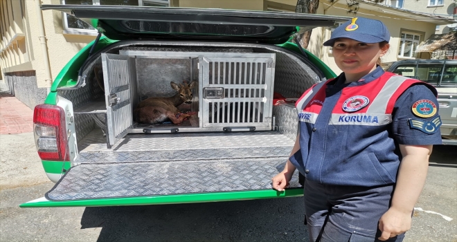 Çankırı'da yaralı karaca yavrusu tedavi altına alındı