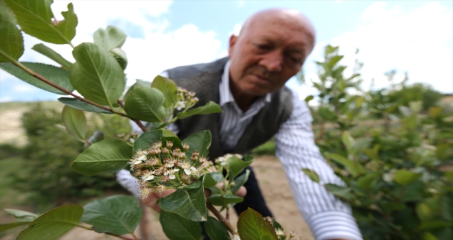 Deneme amaçlı yetiştirdiği 
