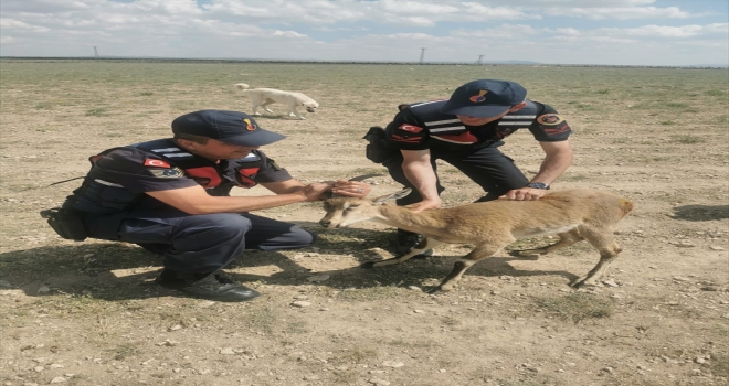 Karaman'da çoban köpeklerinin yaraladığı dağ keçisi tedavi altına alındı