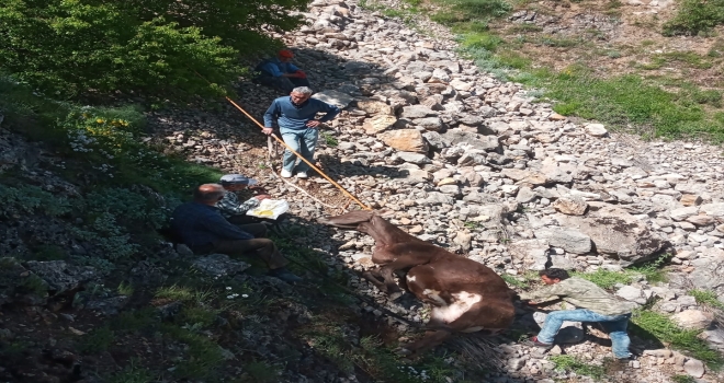 Kayseri'de dere yatağına düşen inek kurtarıldı
