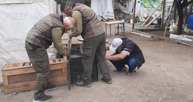 Kayseri'de kümese giren tilki ekipler tarafından doğal yaşam alanına bırakıldı