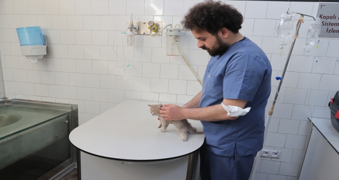 Kedilerin 5 kuşak atası 