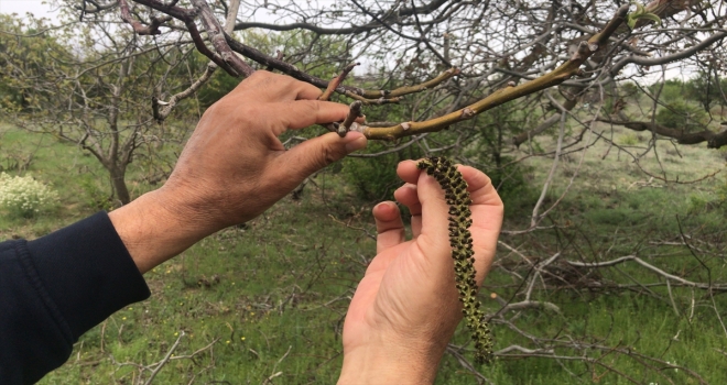 Kırşehir'deki ceviz bahçeleri zirai dondan olumsuz etkilendi